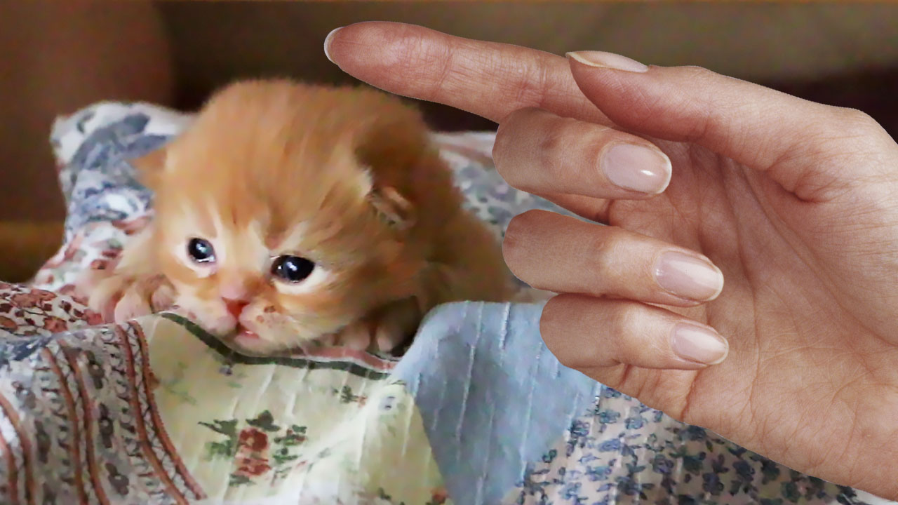 Крошечный котенок потерялся и был спасен