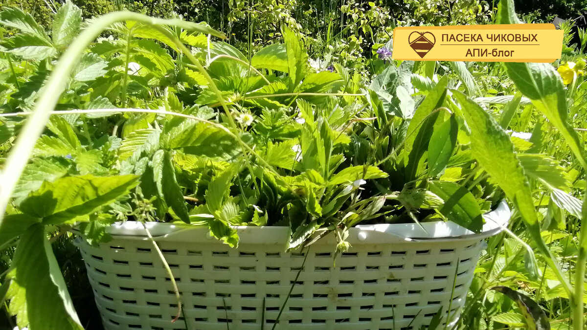 Листья и цветочки земляники для чая