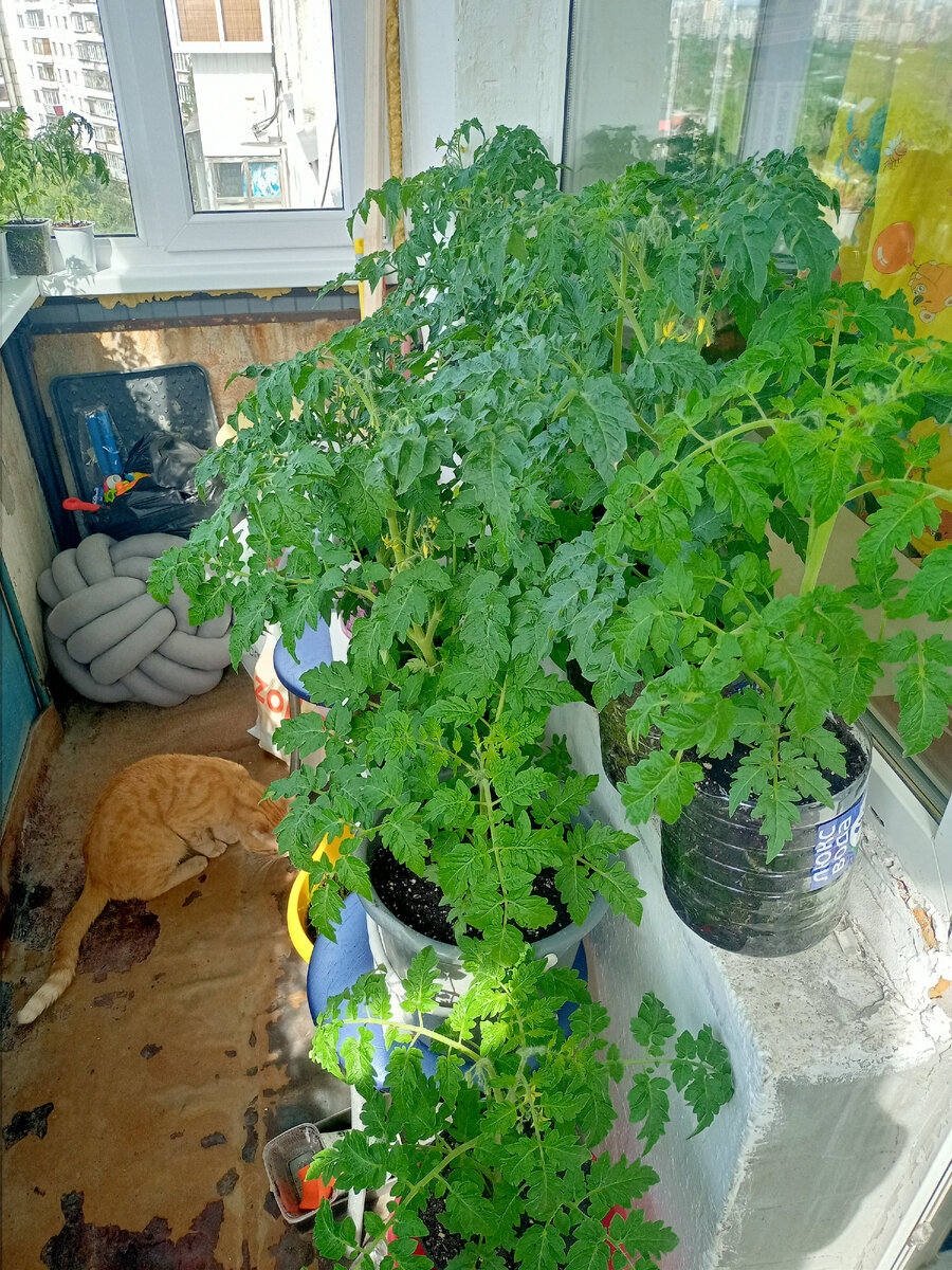 Мой балкон с томатами