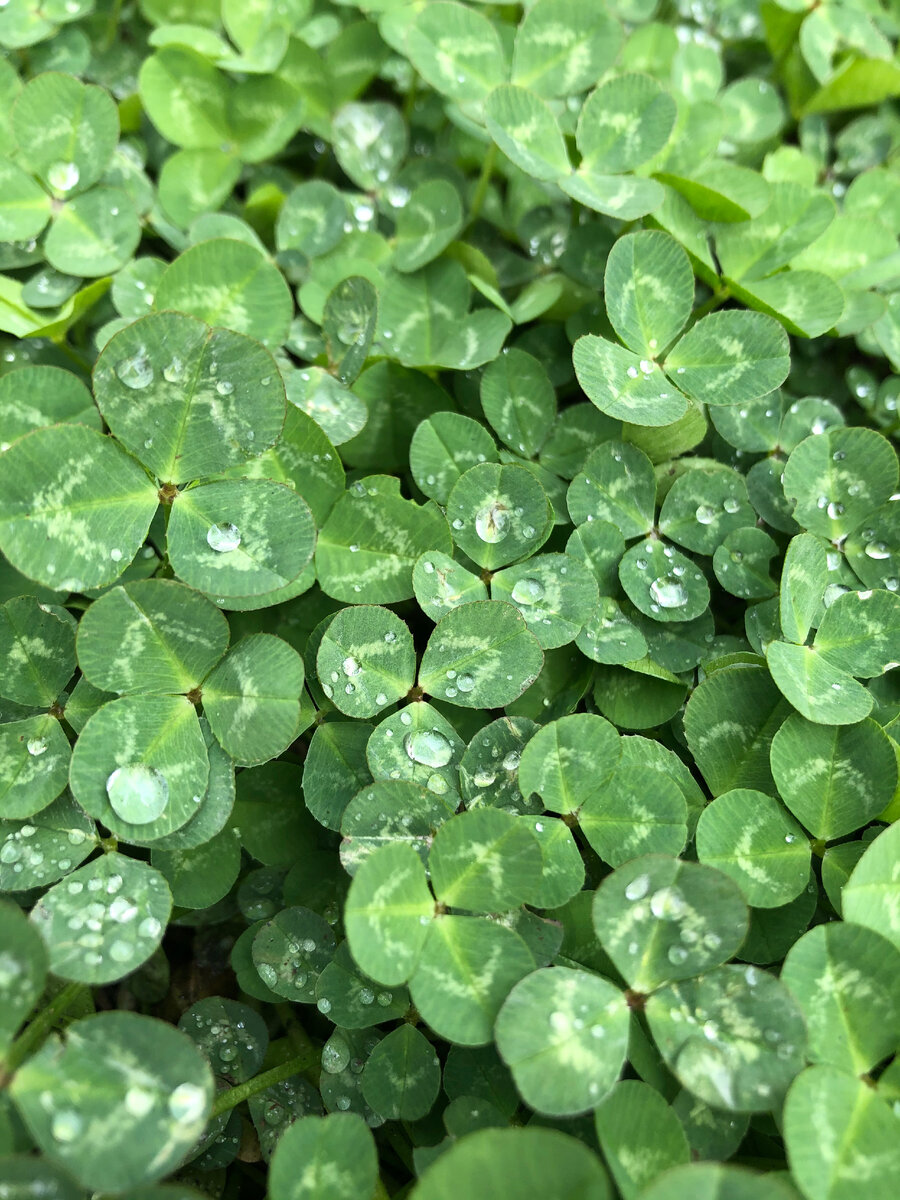 Шива - Бог разрушения и смерти. Он всегда занимал в моем сердце отдельное место. Пришло время и он разрушил всю мою жизнь и положил начало новой.