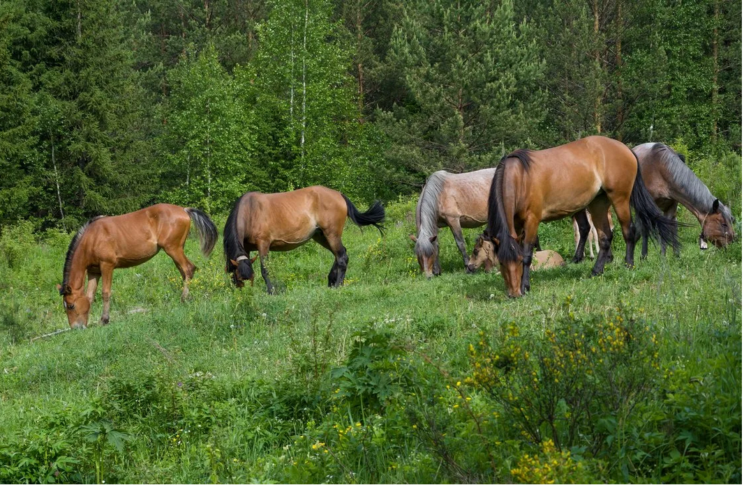 Башкирские лошади 