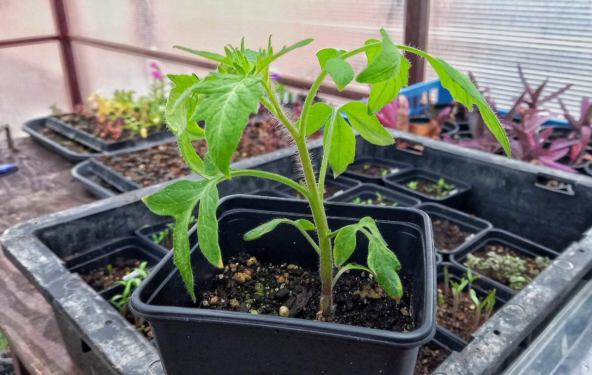    Конец марта, начало апреля – самое время для посева томатов на рассаду