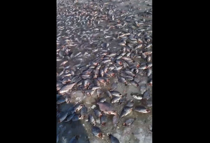    Фото: скриншот видео vk.com/omsk_fishing