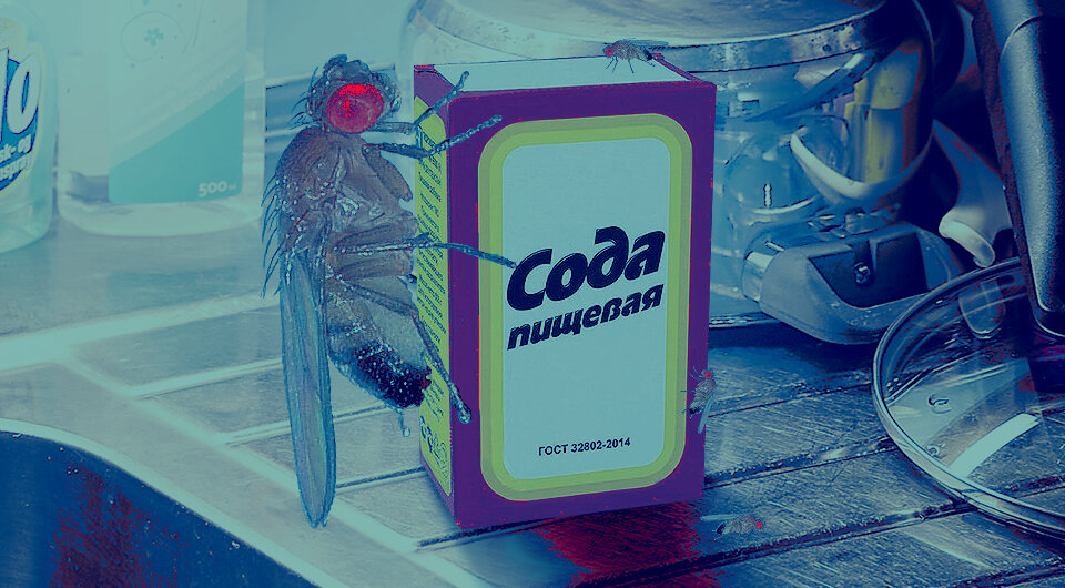   N + 1; Wikimedia Commons