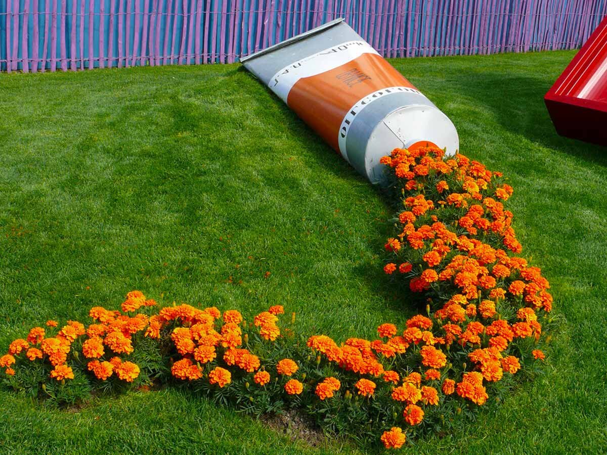 Фото с сайта: https://pro-dachnikov.com/rastenija/46088-kompozicii-iz-barhatcev-na-klumbe-75-foto.html