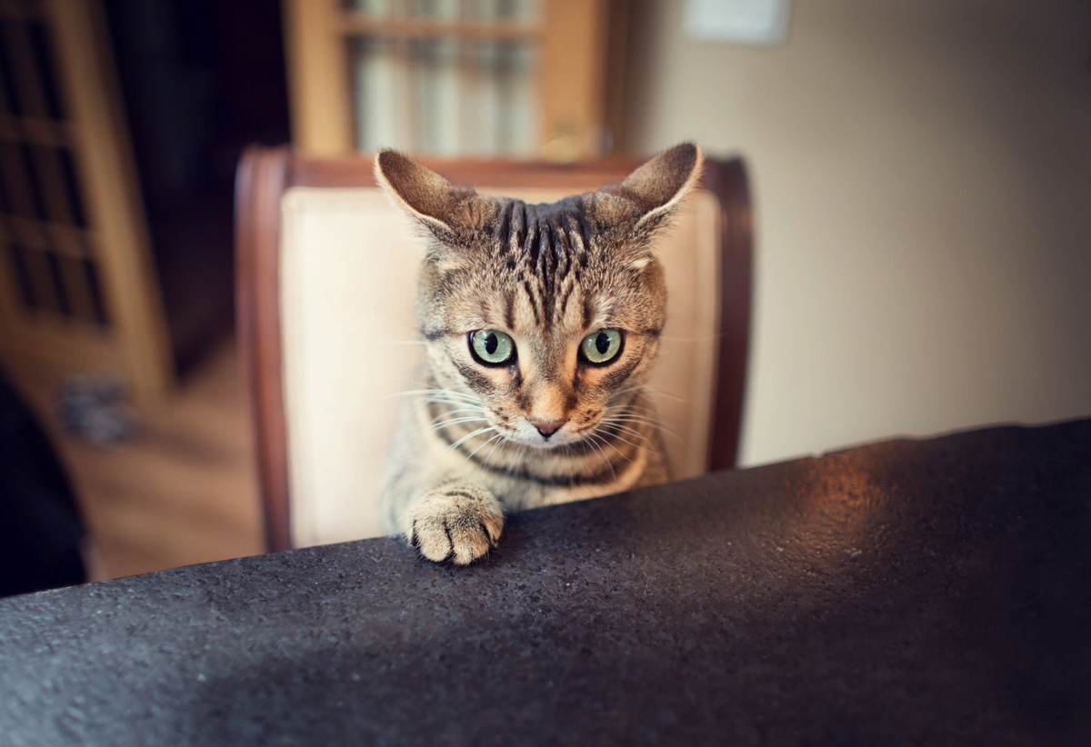🐱Уникальное поведение вашей кошки, как его понять: руководство для владельцев  кошек | Нос, хвост, лапы | Дзен