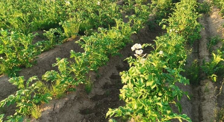    Вологодские хозяйства планируют завезти для обновления порядка 700 тонн семян картофеля