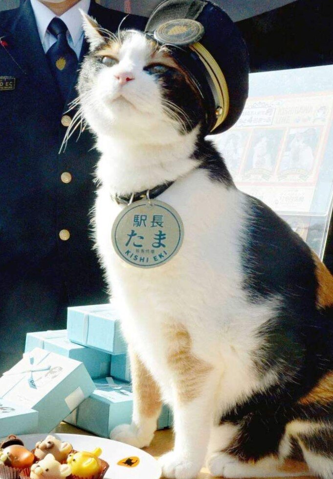 Фото из поисковой системы Яндекс