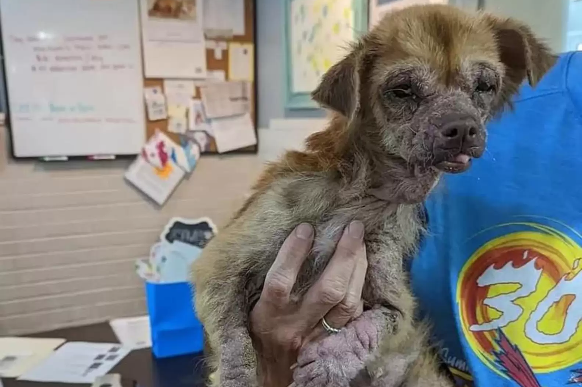     Этот уродливый пес превратился в самую очаровательную собаку на свете. Просто посмотрите на него!