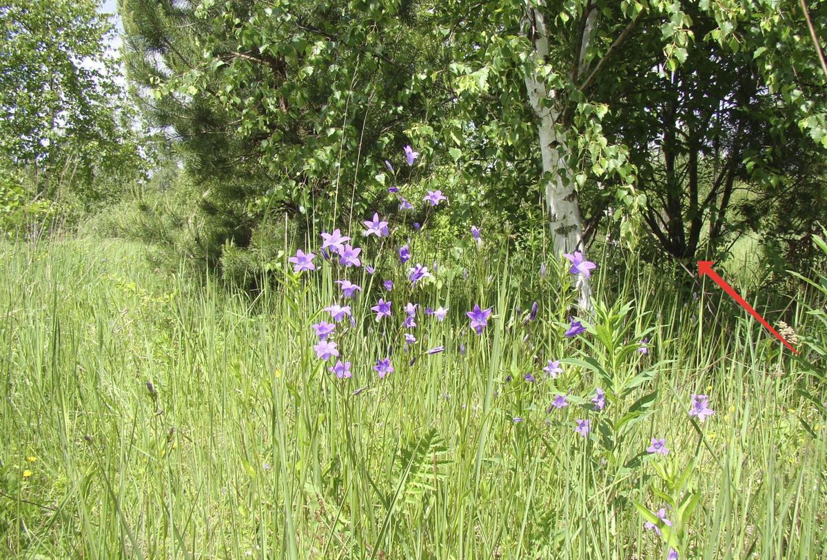 Рассматривая фото можно найти этого "серого кардинала", случайно попавшего в кадр, специальных фото нет.