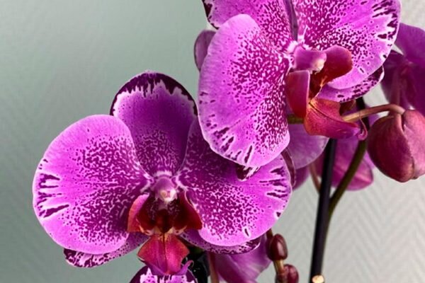 Фотообои Орхидеи Купить В Интернет Магазине Недорого • Эко обои