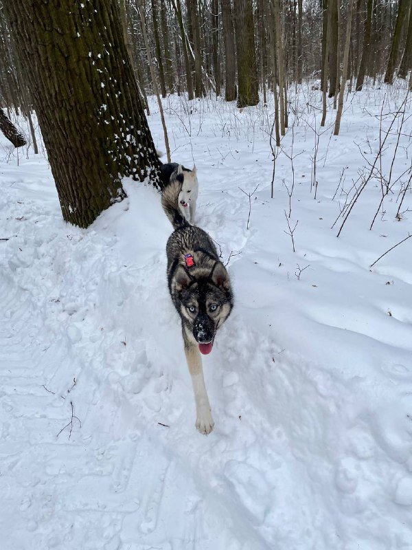Вторая большая собака в однушке-иногда собаки пропадают и внезапно появляются...