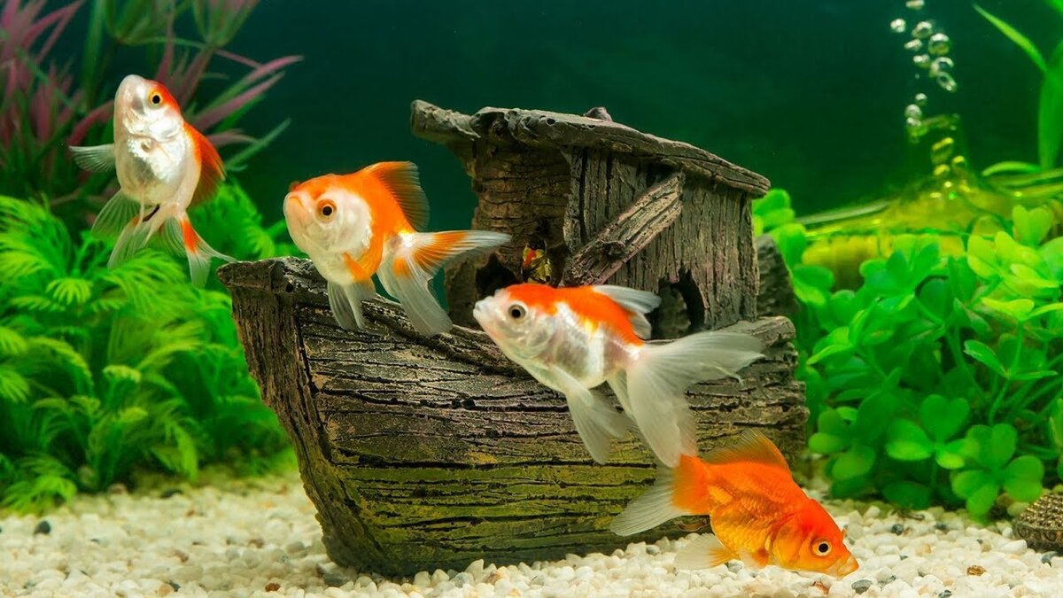 aqufish.ru