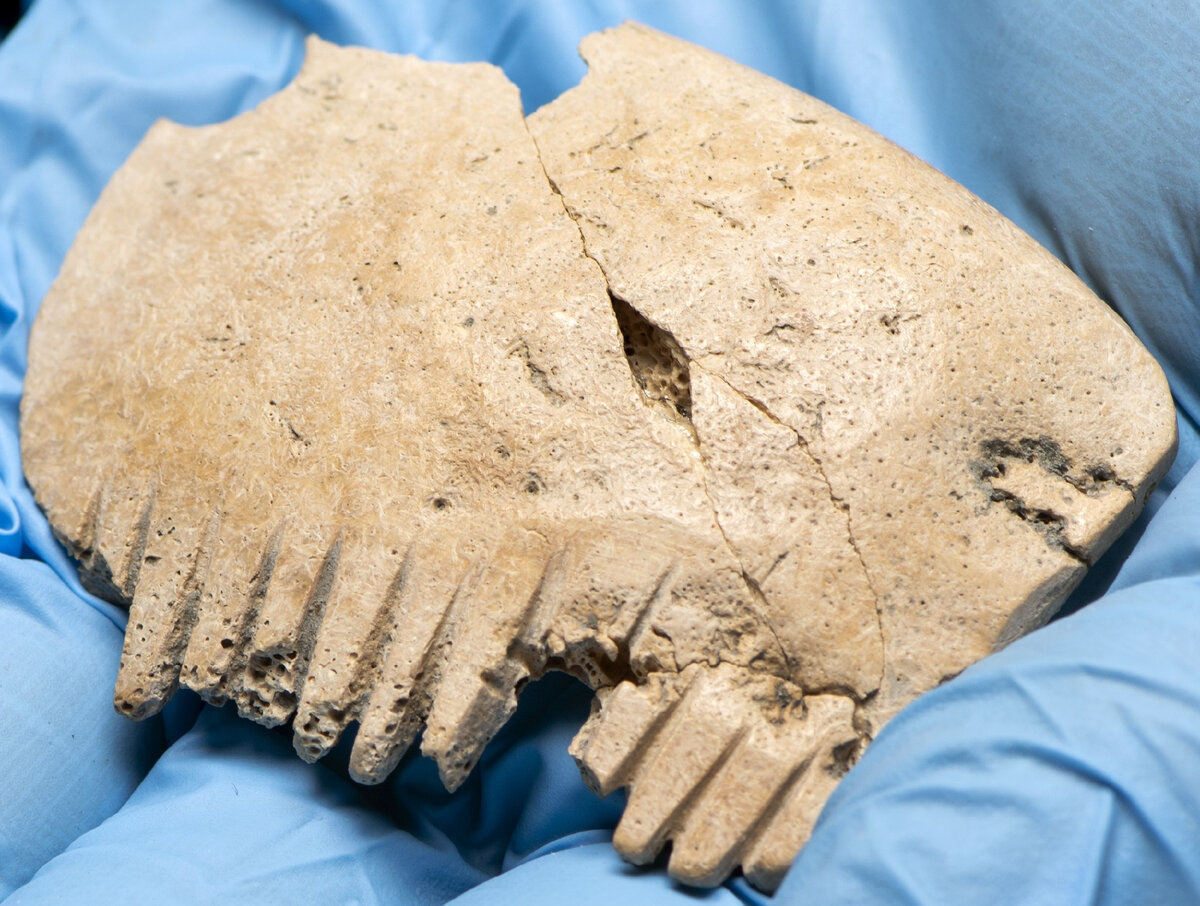 Найден гребень, сделанный из человеческого черепа