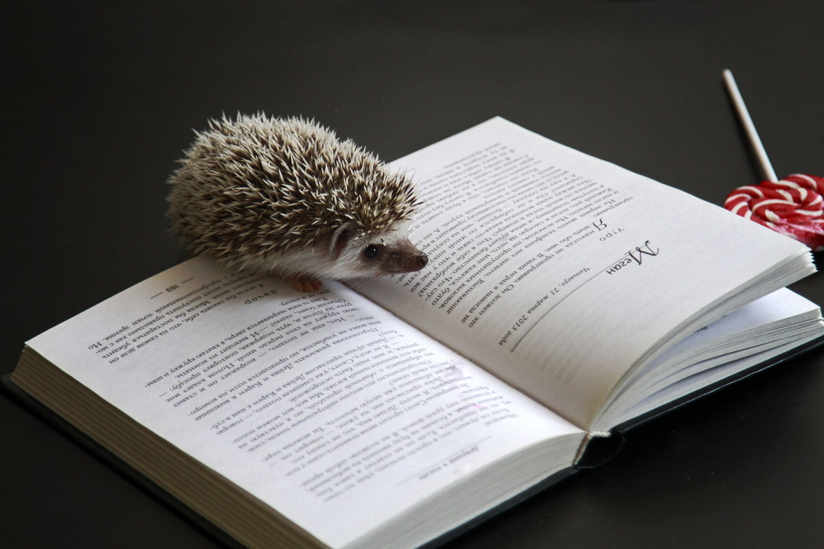 Еж готовится отвечать на любой вопрос