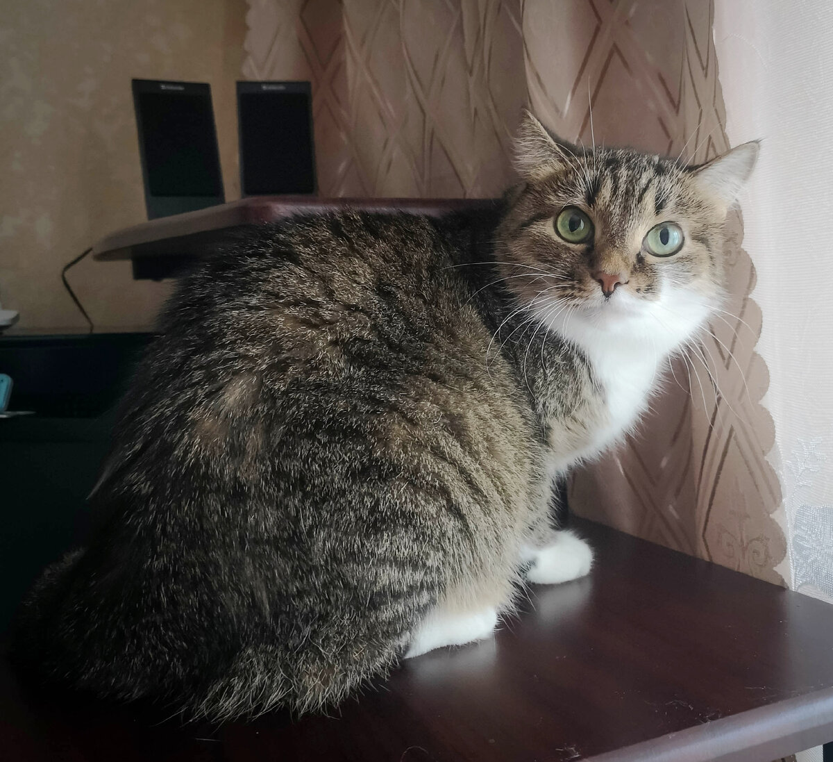 Кошка удивлена и озадачена коварством Дзена :)