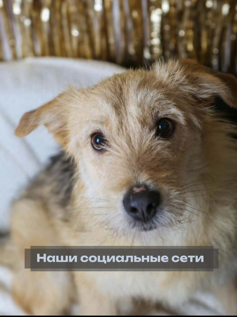 На фото Фунтик и он ещё ждёт своего хозяина в приюте