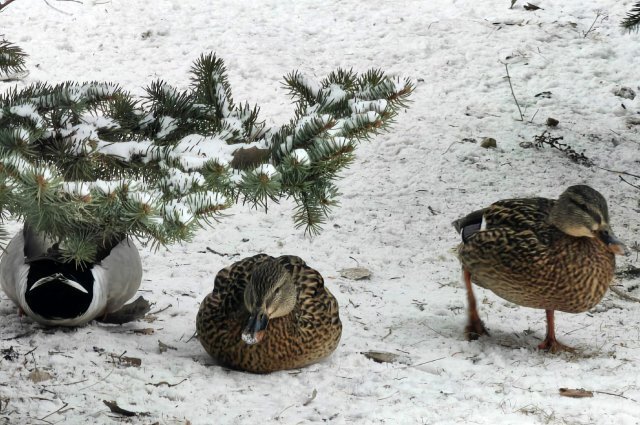    Откуда взялись утки в парках Волгограда?