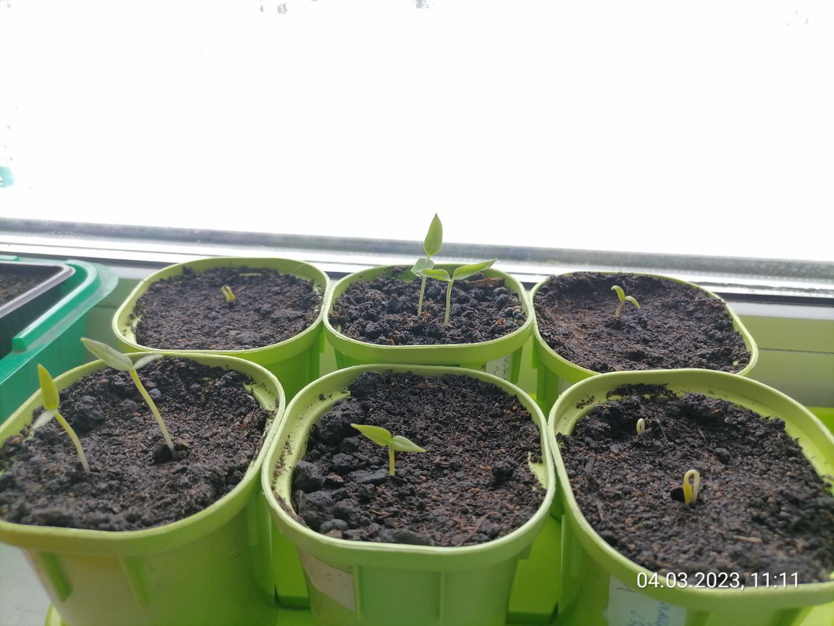 Всходят мои сладкие перчики