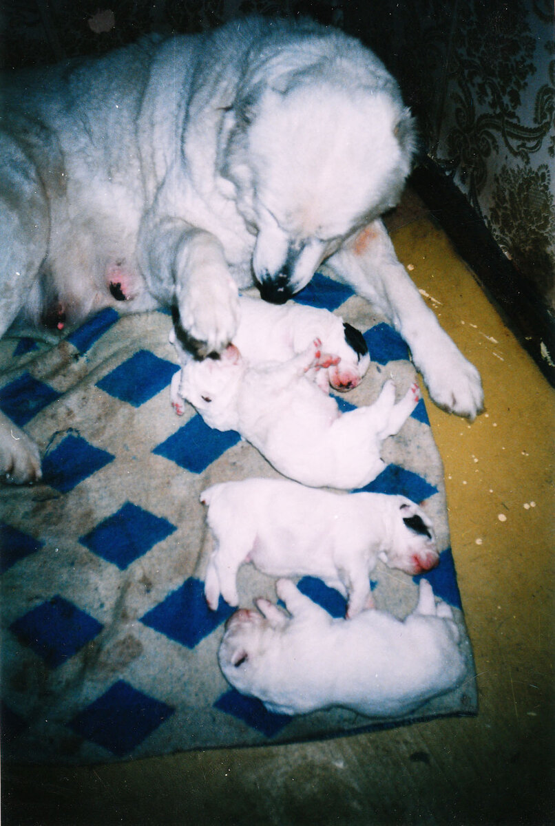 Наши первые щенки: Айка-Алабай с питомника Берчанского Анатолия. 