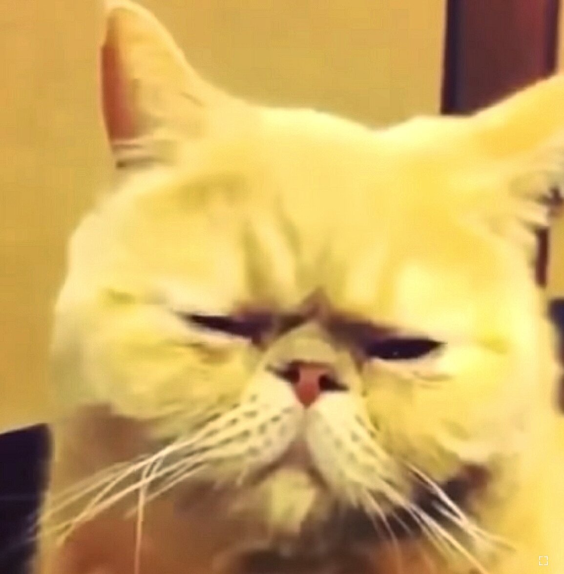Кот - который наплакал 😖