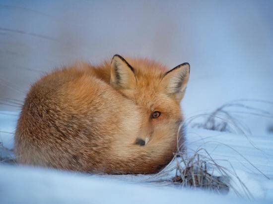     ФОТО: HTTPS://LOON.SITE/