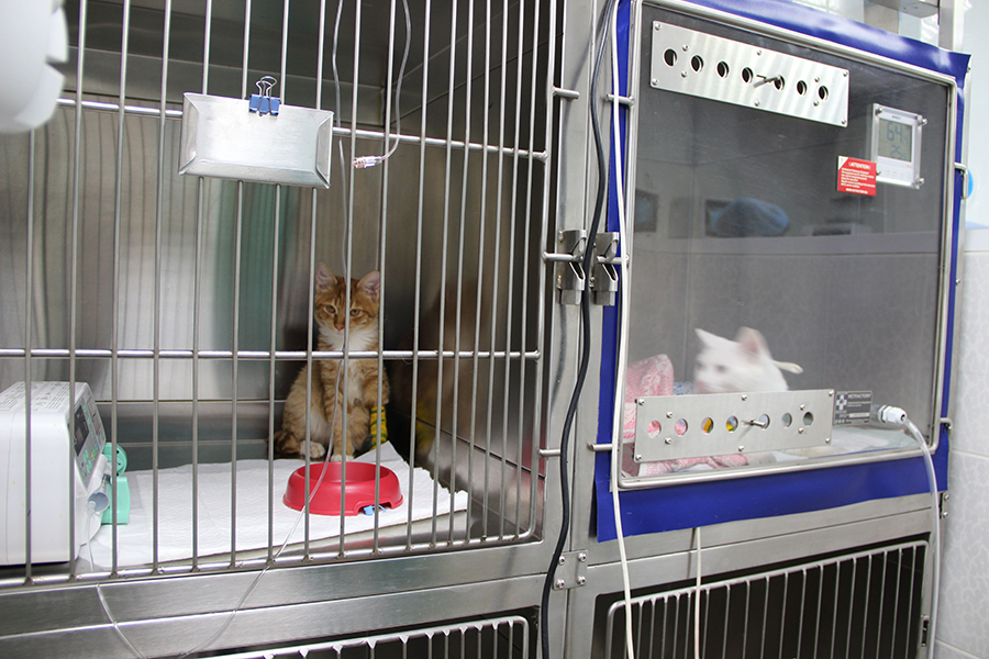 Клетки для животных в ветклинику. Клетки для стационара. Стационар в ветеринарной клинике москва. Ветеринарная клиника белый аист спб. Ветеринарный стационар для собак.