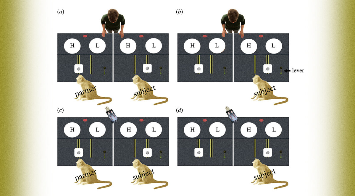     Дизайн эксперимента Roman Titchener et al. / Royal Society Open Science, 2021