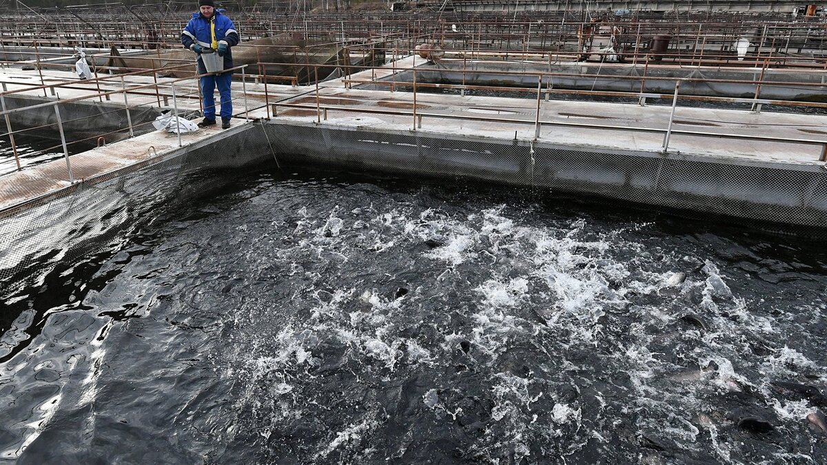    Рыбная ферма© РИА Новости . Илья Наймушин