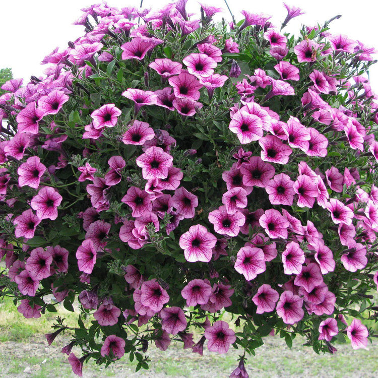 Сурфиния сорт PINK VEIN фото садовыйцентр-чита.рф в свободном доступе интернета