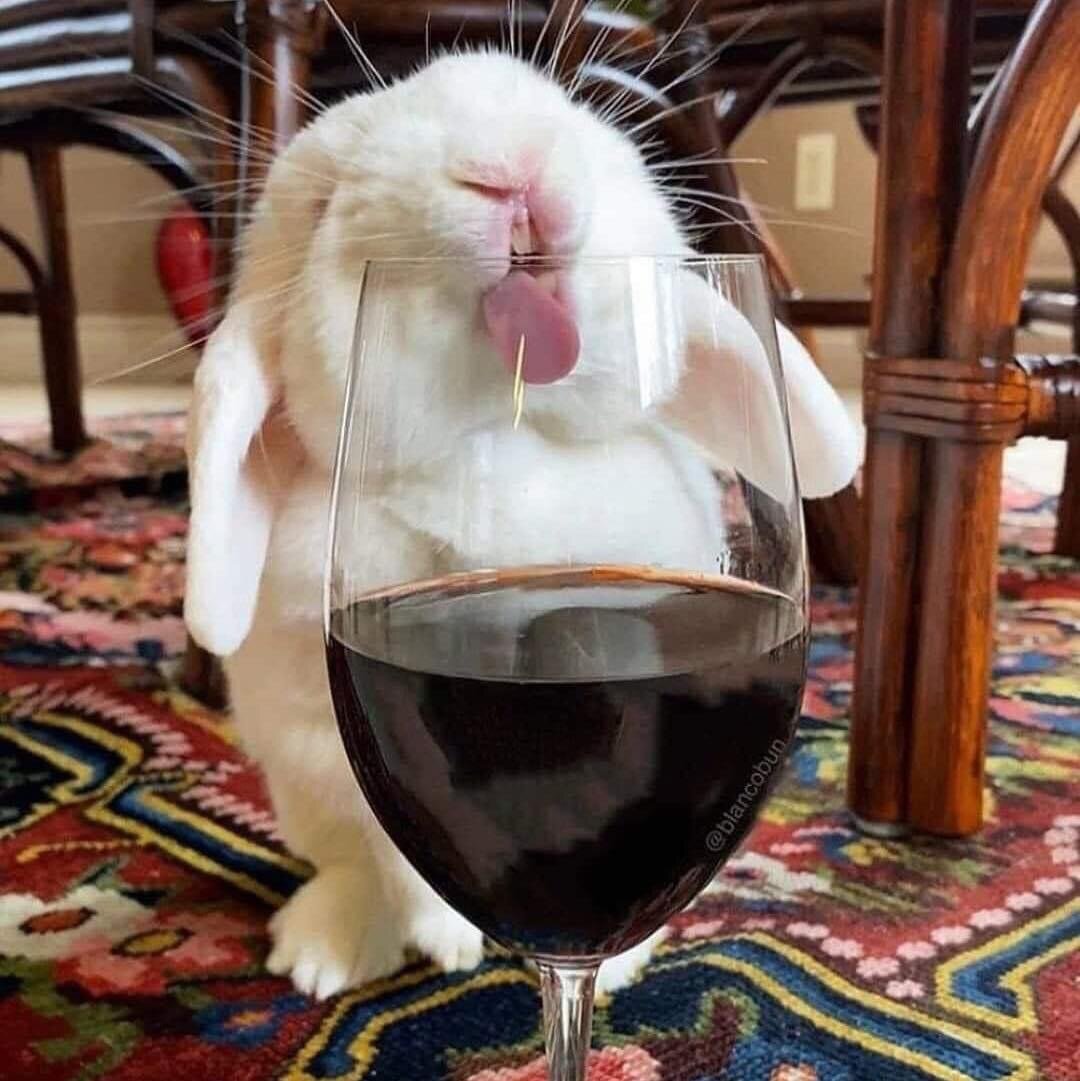 Это пушистое очарование поднимает (или залезает в) бокал за ваше здоровье - пусть его всегда хватает на все ваши планы, задумки и начинания!😉