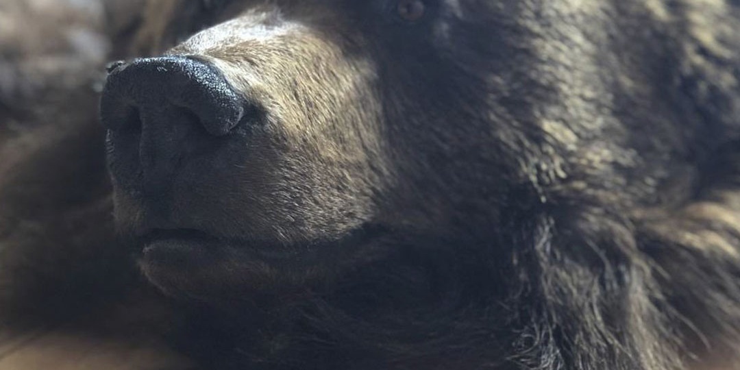 Основы таксидермии.