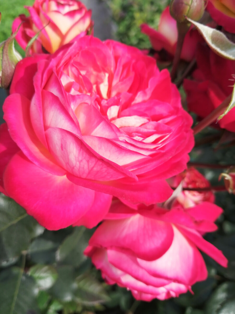 Мидсаммер (флорибунда)