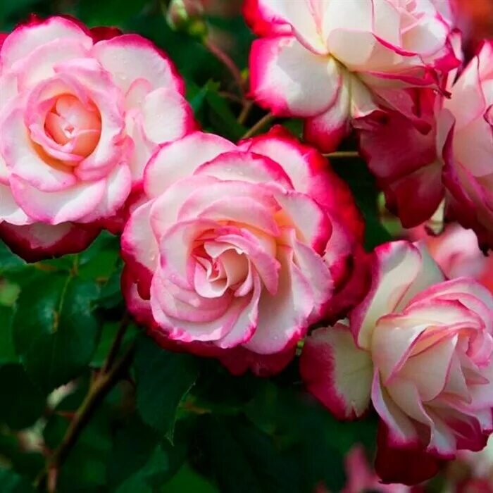 Вот такая будет