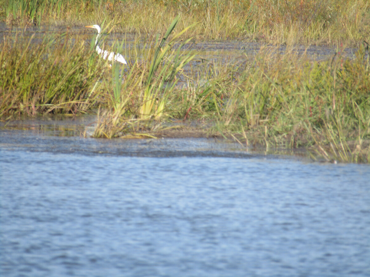 Белая цапля