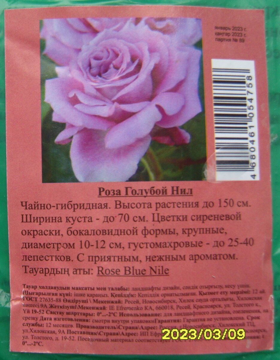 Розы в светофоре 2024. Саженцы роз из светофора. Саженцы роз в упаковке. Розы из светофора.