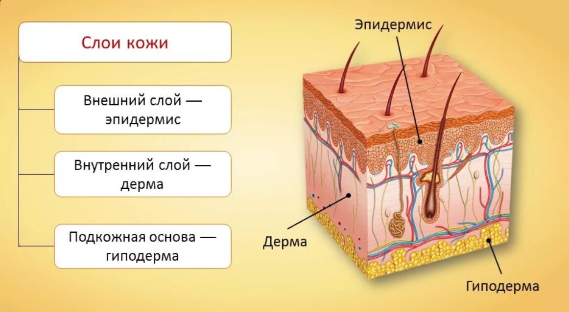 Покровы тела схема