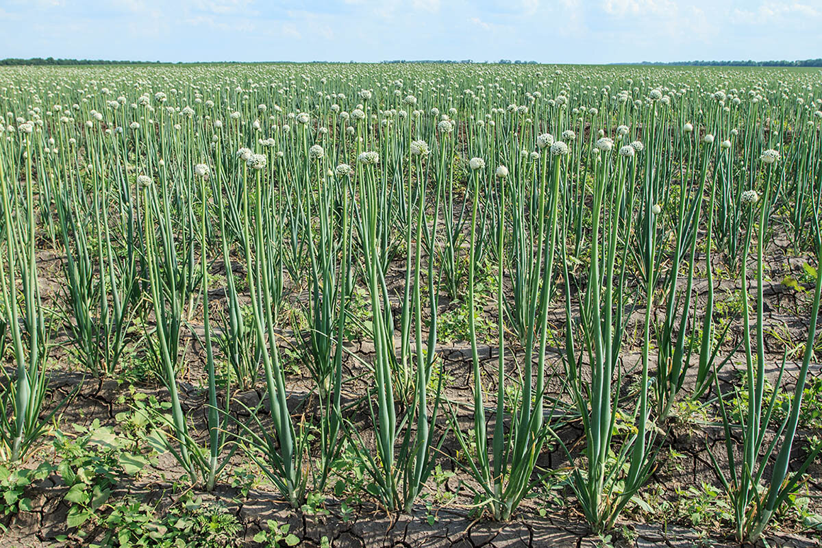 Лук репчатый семейство. Allium Cepa — репчатый лук. Allium Cepa растение. Лук батун соцветие. Лук батун цветение.