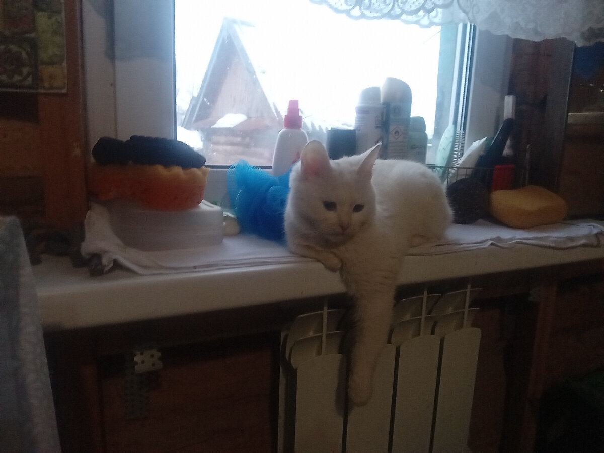 Бэлла и Бэлл?! 