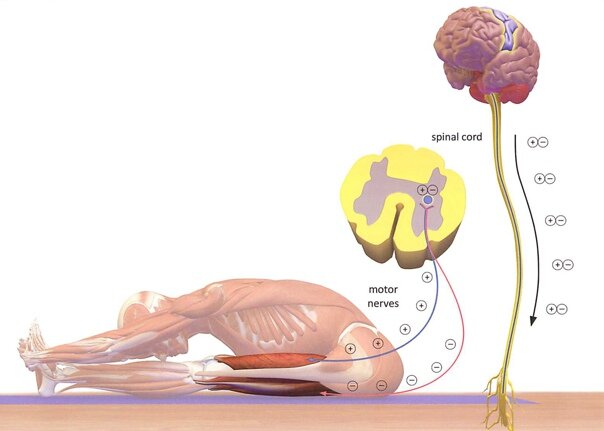 поза Пашчимоттанасана. 