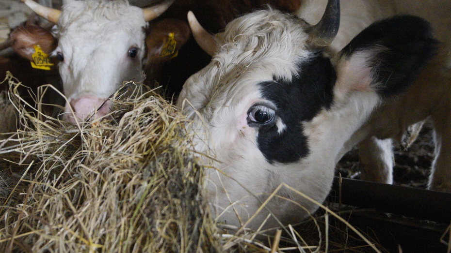    Автор фото: Андрей Архипов (из архива)