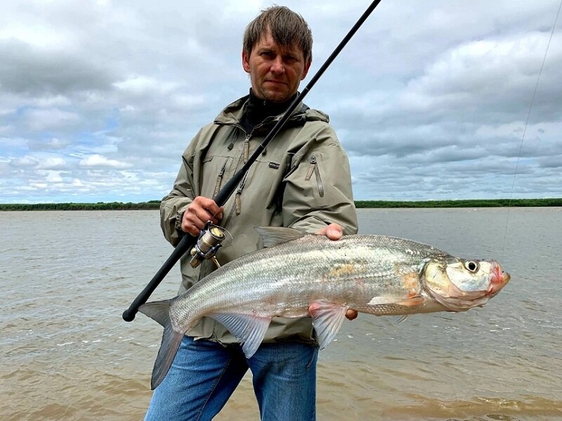 Рыба верхогляд картинки