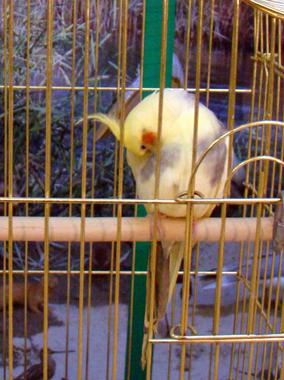 Кандидат в попугаи. Можно покрасить в любимый цвет капитана - зелёный.