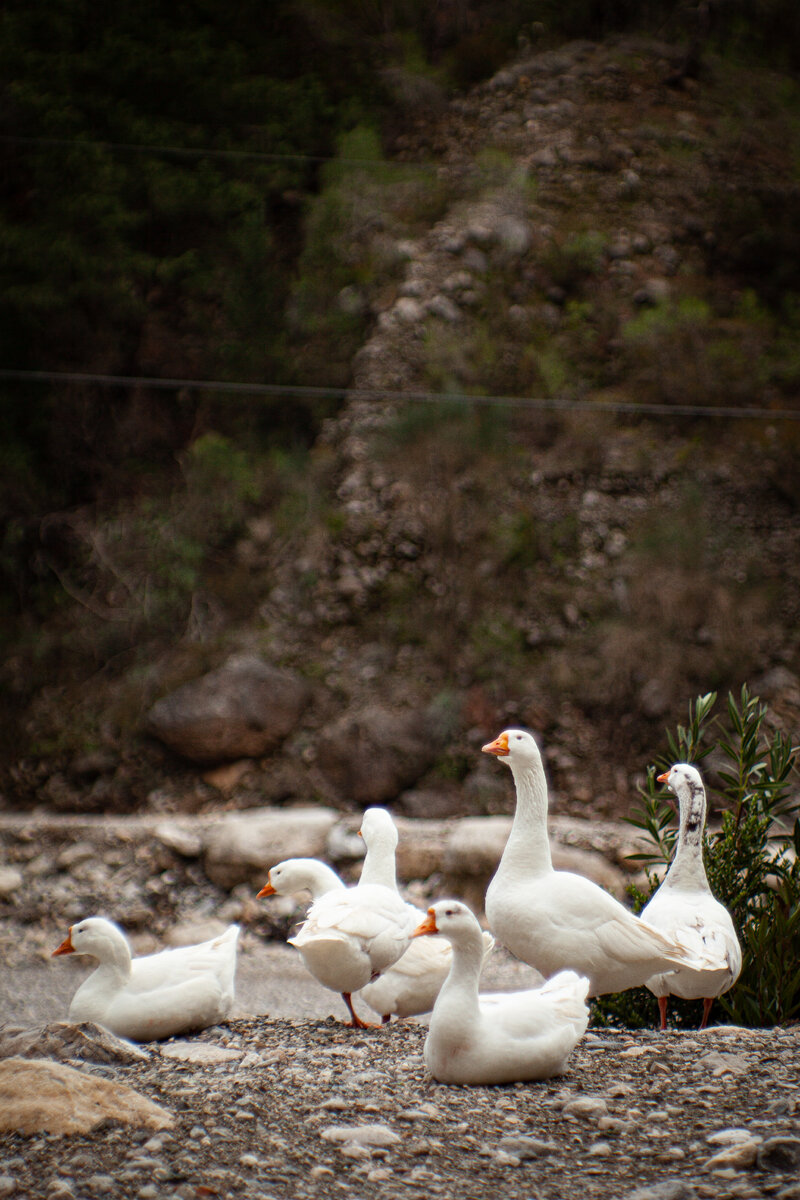На входе нас встретили замечательные гуси.