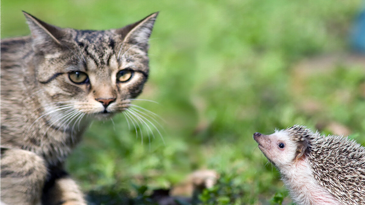  источник фото: live.staticflickr.com