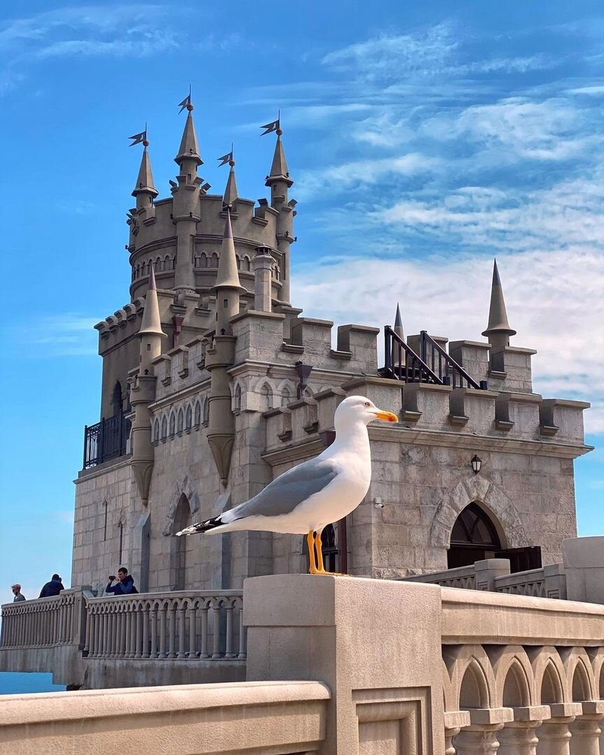 Чайка на фоне замка 