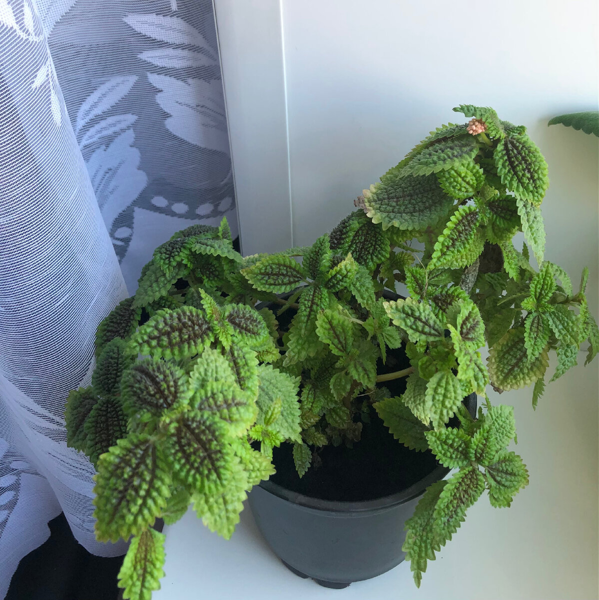 Годовалая Пилея