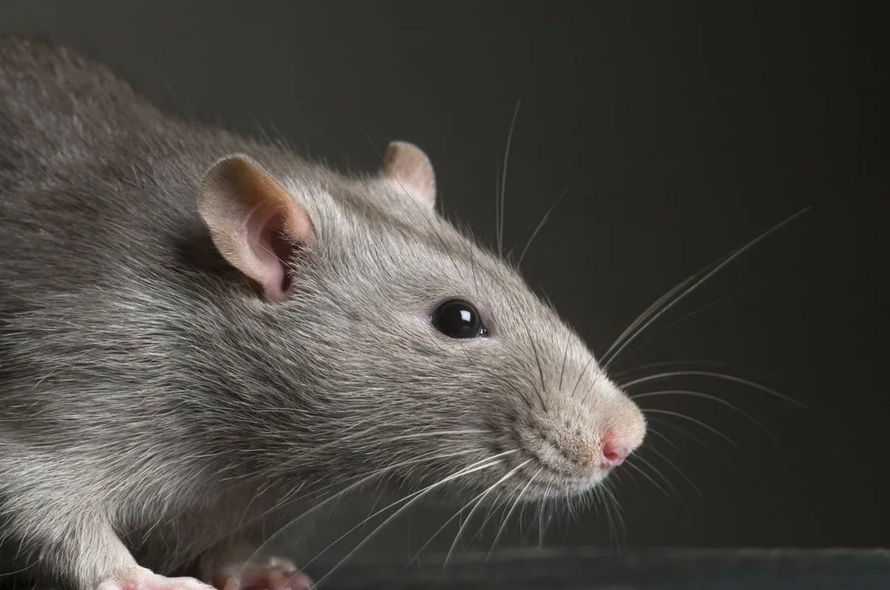 Фото: University of Tokyo