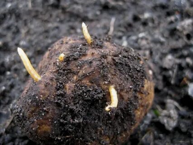 Взято из общего доступа