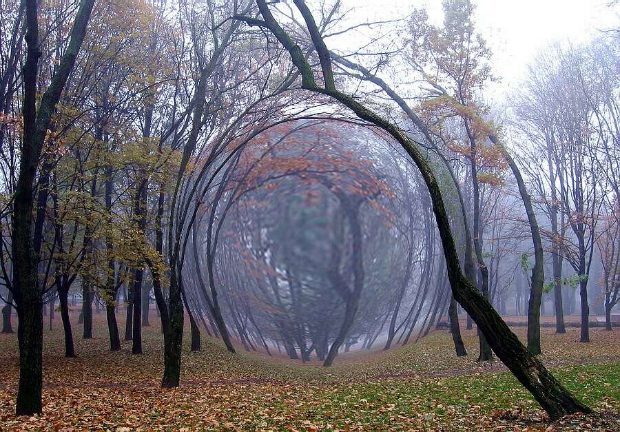 Аномальный лес